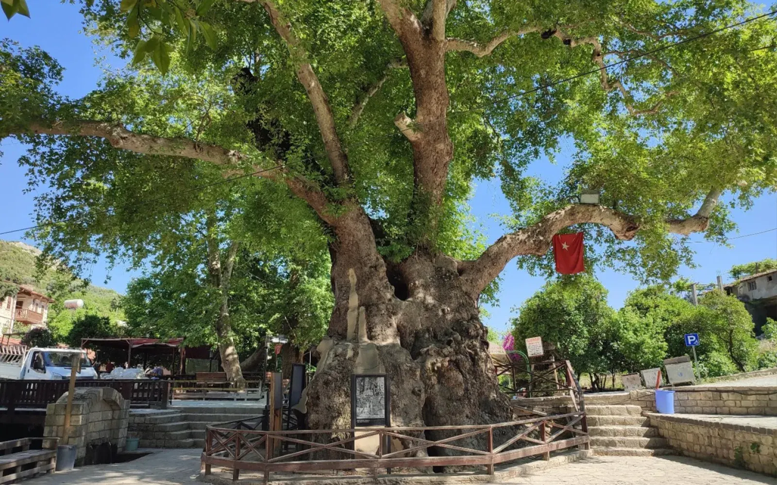 Musa Ağacı