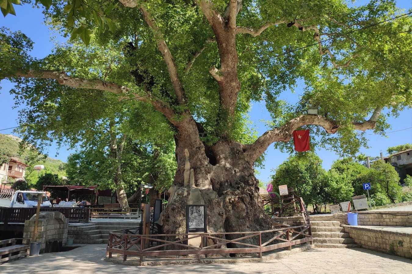 MUSA AĞACI